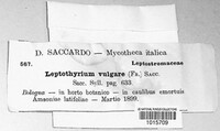 Leptothyrium vulgare image